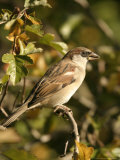 House Sparrow, Male Perching, Middlesex Lámina fotográfica por Elliott Neep