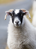Portrait of Sheep, Scotland Photographic Print by Elliot Neep