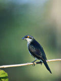 Metallic Starling, Zoo Animal Lámina fotográfica por Stan Osolinski