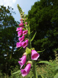 Foxglove, Ruislip Woods National Nature Reserve, UK Lámina fotográfica por Elliott Neep
