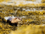 European Otter, Female Standing Amongst Seaweed, Scotland Fotografie-Druck von Elliott Neep