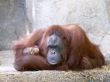 Bornean Orangutan, Mum and 2 Month Old Baby, Zoo Animal Lámina fotográfica por Stan Osolinski