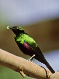 Emerald Starling, Leaf in Bill, Zoo Animal Photographie par Stan Osolinski