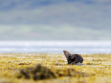 European Otter, Juvenile Preening on Rock Amongst Seaweed, Scotland Lámina fotográfica por Elliott Neep European Otter, Juvenile Preening on Rock Amongst Seaweed, Scotland Lámina fotográfica por Elliott Neep