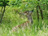 Roe Deer, Buck Reaching up to Eat Spring Leaves, Sussex, UK Photographic Print by Elliott Neep Roe Deer, Buck Reaching up to Eat Spring Leaves, Sussex, UK Photographic Print by Elliott Neep
