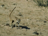 Meerkat, Approaching a Snake, Kalahari Lámina fotográfica por David Macdonald Meerkat, Approaching a Snake, Kalahari Lámina fotográfica por David Macdonald