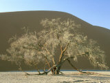 Camelthorn Acacia, Namib-Naukluft Park, Namibia Photographic Print by Stan Osolinski