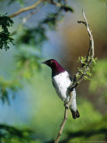 Amethyst Starling, Zoo Animal Lámina fotográfica por Stan Osolinski