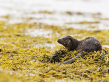 European Otter, Male Resting on Seaweed Covered Rocks, Scotland Lámina fotográfica por Elliott Neep European Otter, Male Resting on Seaweed Covered Rocks, Scotland Lámina fotográfica por Elliott Neep