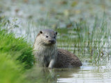 European Otter, Standing in Shallows, Sussex, UK Lámina fotográfica por Elliott Neep European Otter, Standing in Shallows, Sussex, UK Lámina fotográfica por Elliott Neep