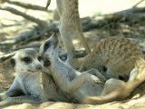 Meerkats, Resting in the Shade, Kalahari Fotoprint van David Macdonald Meerkats, Resting in the Shade, Kalahari Fotoprint van David Macdonald