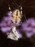 Garden Spider on Web with Prey, Middlesex, UK Lámina fotográfica por O'toole Peter Garden Spider on Web with Prey, Middlesex, UK Lámina fotográfica por O'toole Peter