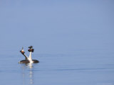 Great-Crested Grebes, Performing Courtship Ritual Dance, Lake Geneva, Switzerland Photographie par Elliot Neep