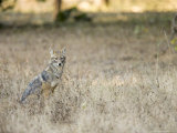 Indian Jackal Sitting in Long Grass, Madhya Pradesh, India Lámina fotográfica por Elliott Neep