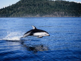 Pacific White-Sided Dolphin, BC, Canada Lámina fotográfica por Gerard Soury