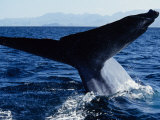 Blue Whale, Flukes, Baja California, Mexico Photographic Print by Gerard Soury Blue Whale, Flukes, Baja California, Mexico Photographic Print by Gerard Soury