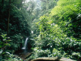Monteverde Cloud Forest, Costa Rica Photographic Print by Mary Plage