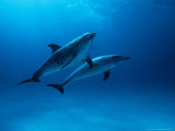 Atlantic Spotted Dolphins, Bahamas, Caribbean Lámina fotográfica por Gerard Soury Atlantic Spotted Dolphins, Bahamas, Caribbean Lámina fotográfica por Gerard Soury