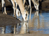 Springbok, Nxai Pan, Botswana Lámina fotográfica por Mike Powles