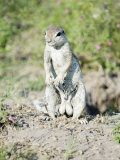 South African Ground Squirrel, Male in Breeding Condition, Central Kalahari Game Reserve, Botswana Photographic Print by Mike Powles