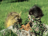 Porcupine, Mother and Baby, Montana, USA Lámina fotográfica por Frank Schneidermeyer Porcupine, Mother and Baby, Montana, USA Lámina fotográfica por Frank Schneidermeyer