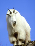Mountain Goat, South Dakota, USA Fotografie-Druck von Wendy Shattil & Bob Rozinski