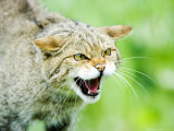 Wild Cat, Portrait of Captive Adult in Aggressive Pose, UK Lámina fotográfica por Mike Powles Wild Cat, Portrait of Captive Adult in Aggressive Pose, UK Lámina fotográfica por Mike Powles