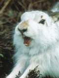 Mountain Hare or Blue Hare, Yawning and Stretching, Scotland, UK Fotografisk tryk af Richard Packwood Mountain Hare or Blue Hare, Yawning and Stretching, Scotland, UK Fotografisk tryk af Richard Packwood