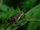 Scorpion Fly, Adult Male Hunting, Cambridgeshire, UK Lámina fotográfica por Keith Porter Scorpion Fly, Adult Male Hunting, Cambridgeshire, UK Lámina fotográfica por Keith Porter