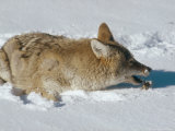 Coyote, Catching Mouse in Winter Snow, USA Photographie par Mary Plage