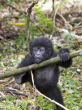 Mountain Gorilla, Youngster at Play, Rwanda Photographie par Mike Powles