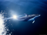 Pacific White-Sided Dolphin, BC, Canada Lámina fotográfica por Gerard Soury