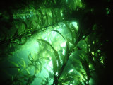 Giant Kelp Forest, California, USA Lámina fotográfica por Tammy Peluso
