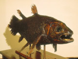 Coelacanthe in the East London Museum, South Africa Photographic Print by Mary Plage