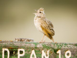 Clapper Lark, Male Singing at Song Post, Botswana Photographie par Mike Powles