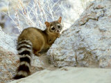 Ringtail Cat, USA Fotografie-Druck von Shattil And Rozinski 