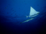 Spotted Eagle Ray, with Sharksuckers, Maldives Photographie par Manfred Pfefferle