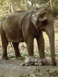 Asian Elephant, with One Day Old Baby, India Photographie par Mary Plage