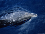 Striped Dolphins, Porpoising, France Lámina fotográfica por Gerard Soury Striped Dolphins, Porpoising, France Lámina fotográfica por Gerard Soury