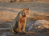 African Lion, Young Bloodied Male, Botswana Photographic Print by Mike Powles