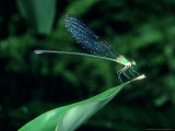 Damselfly, Thailand Lámina fotográfica por Alastair Shay Damselfly, Thailand Lámina fotográfica por Alastair Shay