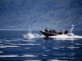 Pacific White-Sided Dolphin, BC, Canada Lámina fotográfica por Gerard Soury