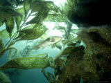 Giant Kelp Forest, California, USA Lámina fotográfica por Tammy Peluso
