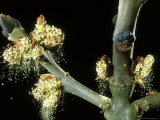 Ash, Male Flowers Shedding Pollen, Mid-Wales Lámina fotográfica por Richard Packwood