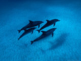 Atlantic Spotted Dolphins, Swimming, Bahamas Lámina fotográfica por Gerard Soury Atlantic Spotted Dolphins, Swimming, Bahamas Lámina fotográfica por Gerard Soury