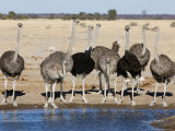 Ostrich, Male and Females Drinking, Botswana Photographic Print by Mike Powles