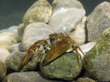 White-Clawed Crayfish, Male, Norfolk, UK Lámina fotográfica por Mike Powles White-Clawed Crayfish, Male, Norfolk, UK Lámina fotográfica por Mike Powles