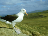 Black-Browed Albatross, Standing, Falklands Photographie par Manfred Pfefferle