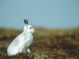 Mountain Hare or Blue Hare, Conspicuous with No Snow, Scotland, UK Fotografisk tryk af Richard Packwood Mountain Hare or Blue Hare, Conspicuous with No Snow, Scotland, UK Fotografisk tryk af Richard Packwood