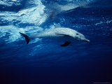 Atlantic Spotted Dolphin, Swimming, Bahamas Lámina fotográfica por Gerard Soury Atlantic Spotted Dolphin, Swimming, Bahamas Lámina fotográfica por Gerard Soury